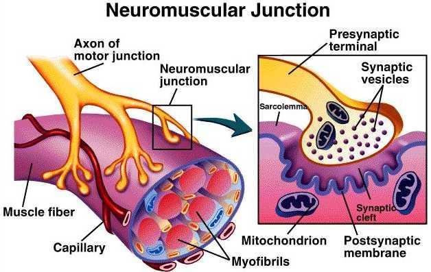 THE NEUROMUSCULAR JUNCTION 1. Action potential travels along nerve axon to the synaptic terminal. 2.