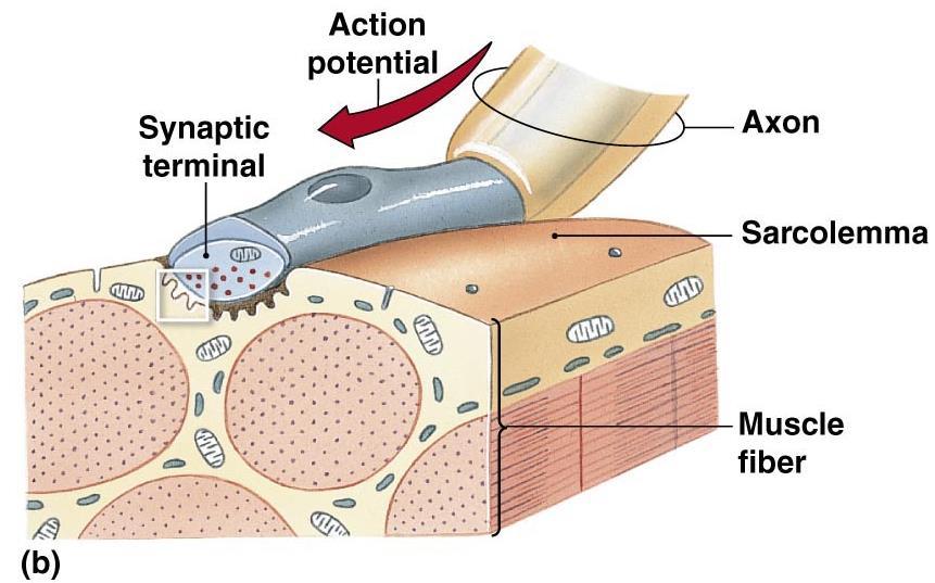 THE NEUROMUSCULAR JUNCTION 3. Ach binds to receptors on the motor end plate of the sarcolemma. 4.