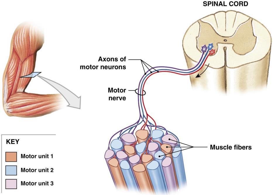 NUMBER OF MUSCLE FIBERS ACTIVATED Motor Unit: all muscle fibers controlled by a single motor neuron.