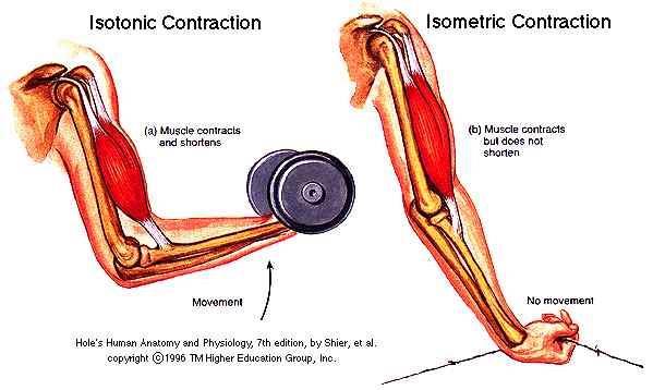 NUMBER OF MUSCLE FIBERS ACTIVATED Isotonic and Isometric Contractions Isotonic contraction: Skeletal muscle