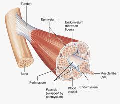 1 Muscles and Muscle Tissue Chapter 9 2 Overview of Muscle Tissues Compare and Contrast the three basic types of muscle tissue List four