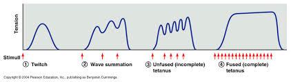 ) By changing the frequency of stimulation Temporal summation unfused (incomplete) tetanus fused (complete) tetanus 2.
