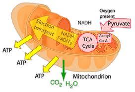 37 Pathway #3 Aerobic Respiration During rest, light, and moderate exercise, this pathway provides 95% of ATP supply.