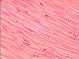 nervous system input 6 Types of Muscle Tissue Smooth Muscle Found in