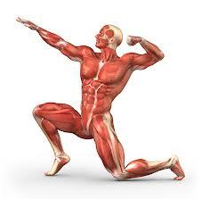 Special Characteristics of Muscle Tissue 1. Excitability 2. Contractility 3. Extensibility 4.