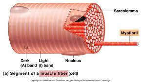 Muscle Each muscle is a discrete organ Nerve and Blood supply Connective Tissue Sheaths Epimysium Perimysium and fascicles Endomysium Attachments