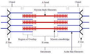 Myofilaments Thick Filaments Myosin Elastic Filaments (Titin) Thin