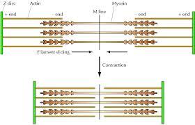 Sliding Filament Model of Contraction In a relaxed muscle fiber, thick and thin filaments overlap only at the ends of the A band.