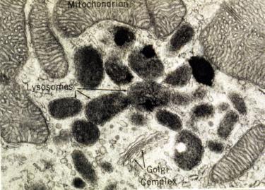 Mitochondria, and