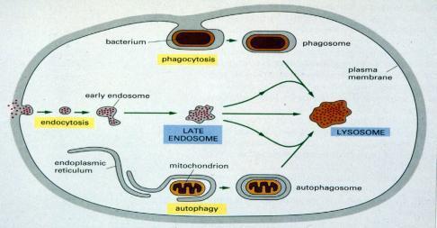 Functions (summary) Cell digestion - embryonic development Defense against microbial invasion Intracellular digestion of