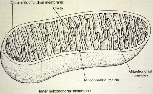 Mitochondria - energy for biosynthesis & movement Size = 0.
