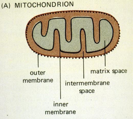 Mitochondria - energy for biosynthesis & movement Two compartments Larger intercristal space Intracristal space Inner membrane -