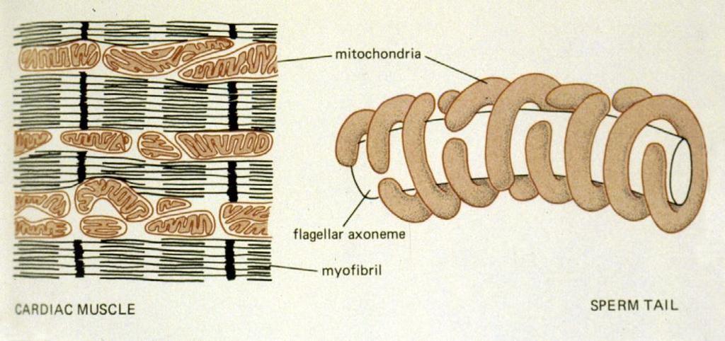 Mitochondria - energy for biosynthesis & movement