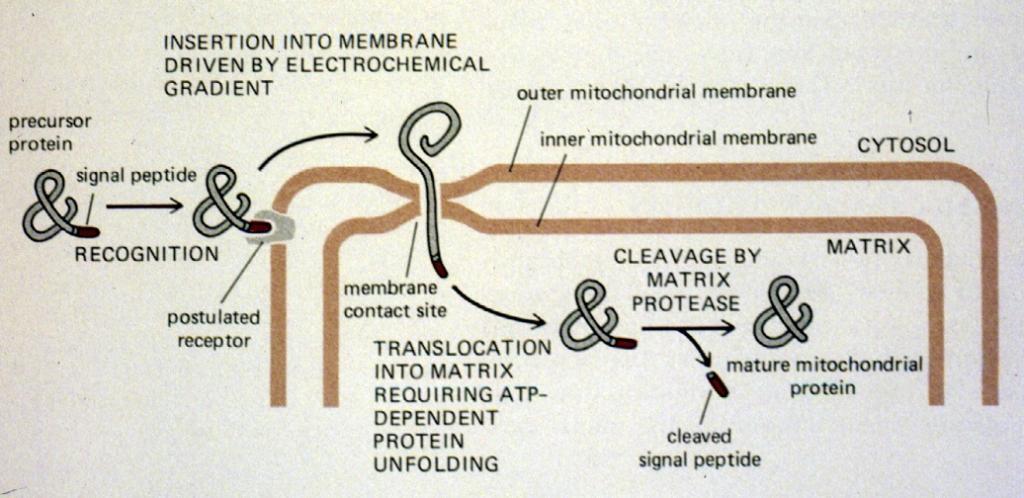 Transport in/within mitochondria.