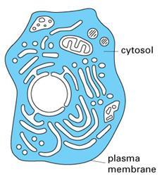 Cytosol is the part of the cytoplasm that is not held by any of the organelles in the cell.