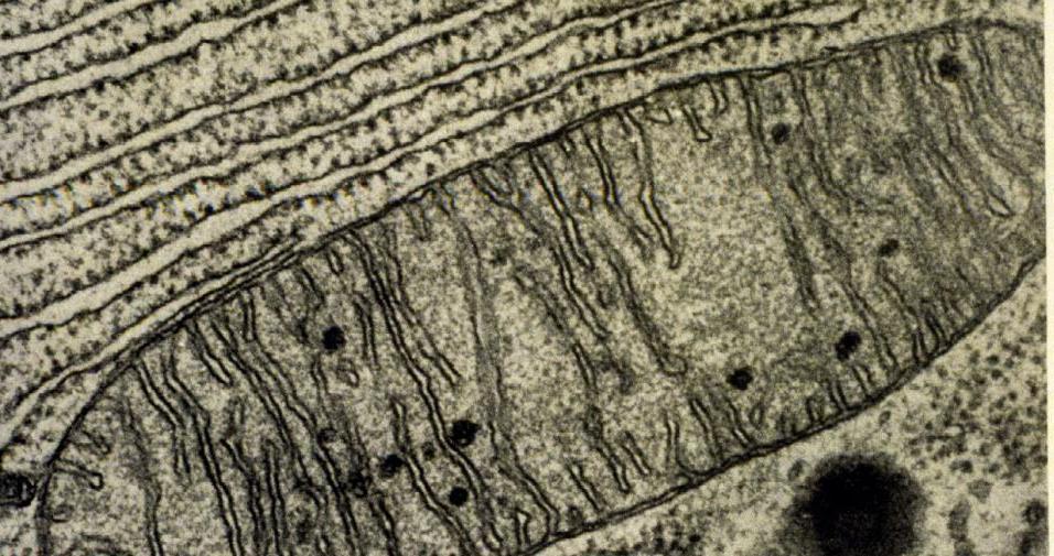 Mitochondria - double membrane