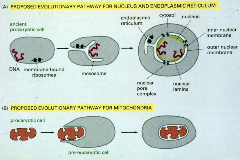 Mitochondria -