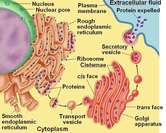 3. Endomembrane System: It s all integrated! 4. Vacuoles ii.