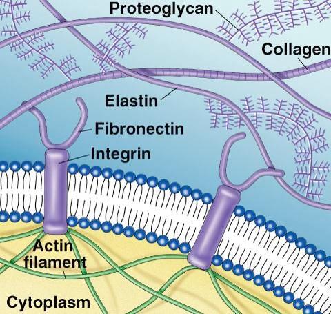 9. Extracellular Matrix Animal cells! Animal cells lack cell walls. form extracellular matrix support strength resilience binds cells together!