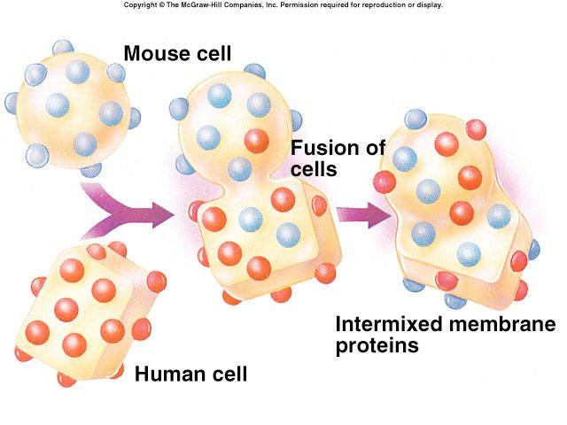 Membrane structure is related to membrane function A.