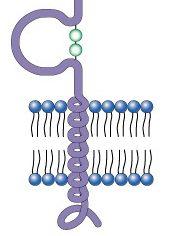 B. Transmembrane Proteins Anchoring Proteins in the Bilayer i.
