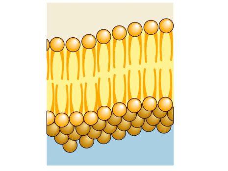 III. Transport Mechanisms How particles get across cell membranes.