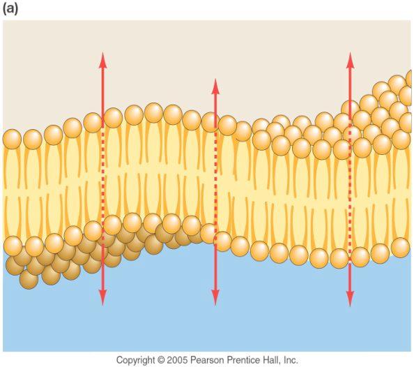 Diffusion Across a Membrane: Small nonpolar (hydrophobic) molecules and ga
