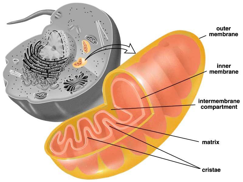 5. Energy Related Organelles i. Mitochondria!