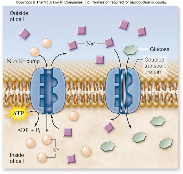 Phosphorylation causes conformational change in protein, allowing sodium to leave. P P PA ADP 4. Extracellular potassium binds to exposed sites.