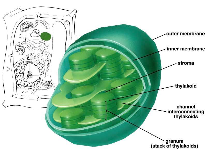 ii. Chloroplasts! Plants and some protists!contain Thylakoids!