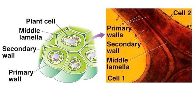 8. Cell Walls! plants, fungi, and most protists! prokaryotic! eukaryotic cell wall!