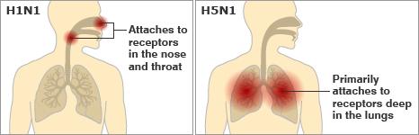 H1N1 Attaches to receptors in the nose and throat