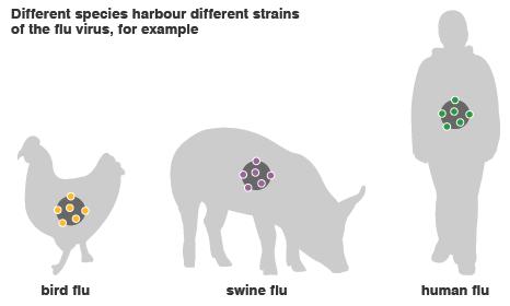 Different species harbour different strains