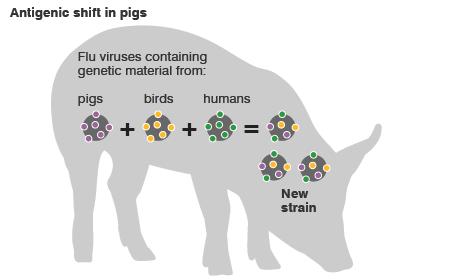 Antigenetic shift in pigs Flu