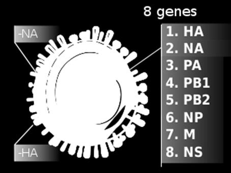 polymerase gene 1 Basic polymerase gene 2
