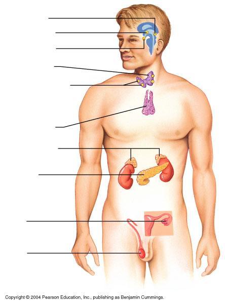 7. Label the endocrine organs in the diagram. thyroid, thymus, pineal, hypothalamus, pituitary, ovaries, testes, parathyroid, adrenal, pancreas a. b. c. d. e. f. g. h. i. j.