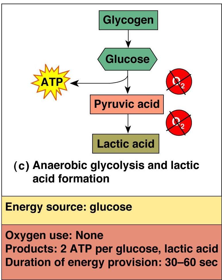 Anaerobic glycolysis and lactic acid formation Reaction that breaks down glucose without oxygen Glucose is broken down to pyruvic acid to produce some ATP