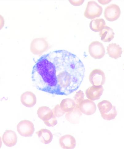 of macrophages