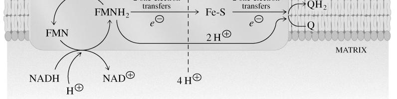 14.9 Complex I NADH-ubiquinone oxidoreductase (NADH dehydrogenase) Transfers electrons from NADH to Q NADH transfers a two electrons as a hydride ion (H: - ) to FMN Electrons are passed through
