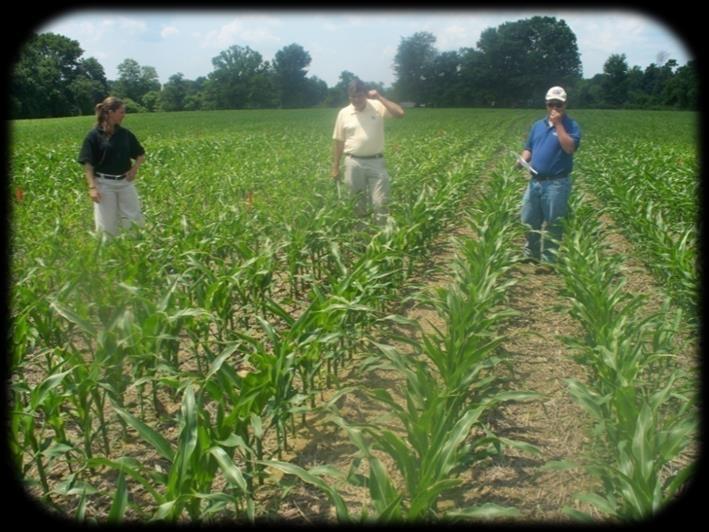 DDP s Perform High Phosphorus Soils May Need Additional Zinc Zinc trials University of Kentucky high ph high, phosphorus soils Trial 1 Yield