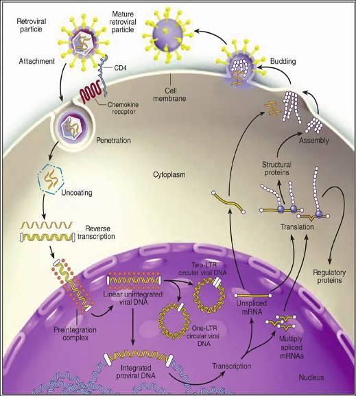 Retrovirus life cycle Fusion inhibitors Maturation inhibitor Coreceptor inhibitors Reverse transcriptase inhibitors Protease inhibitors Integrase inhibitors Goals of HIV Therapy Improved quality of