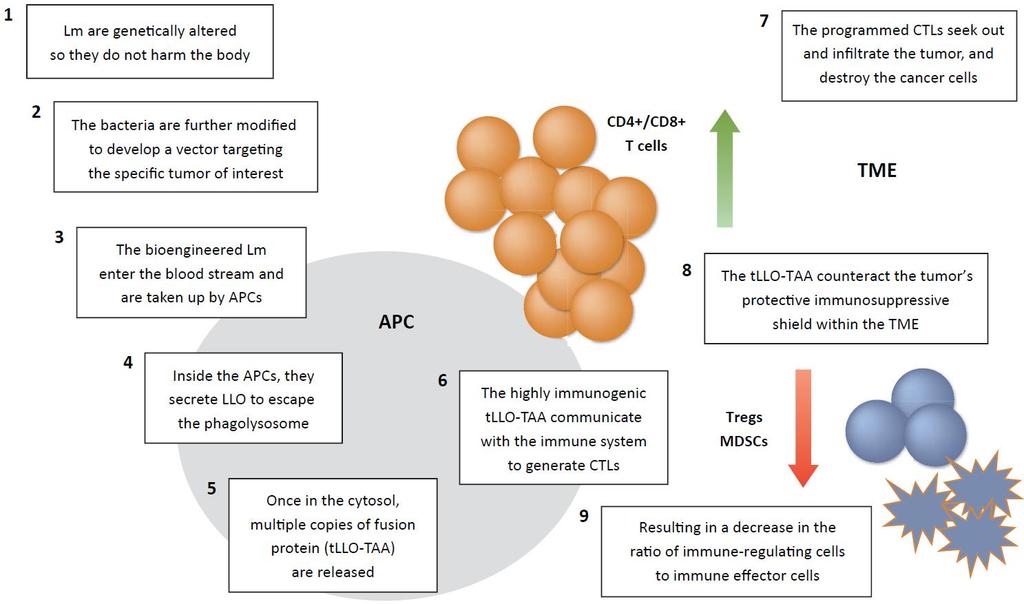 Step-by-Step Lm-LLO Immunomodulation APCs, antigen-presenting cells; CD, cluster of differentiation; CTL, cytotoxic T lymphocyte; LLO, listeriolysin O; Lm, Listeria monocytogenes; MDSCs,