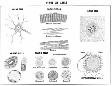Different Types of Cells Different types of cells have different functions The structure of a cell is