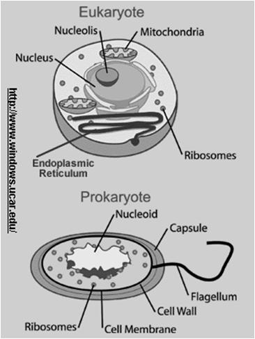 Prokaryotes and Eukaryotes All cells: Contains DNA (biological information) surrounded by a thin, flexible barrier called a cell membrane BUT How are