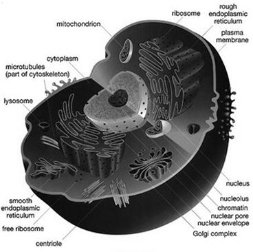 Cell Organization Organelles: little organs Specialized cell structures All