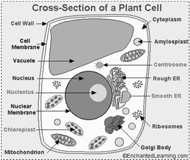 Cell Walls Support and Protection Not in all cells Have cell walls: prokaryotes, plants, algae, fungi Do not have cells walls Animals Outside the cell membrane Allow water, oxygen, CO 2, and other