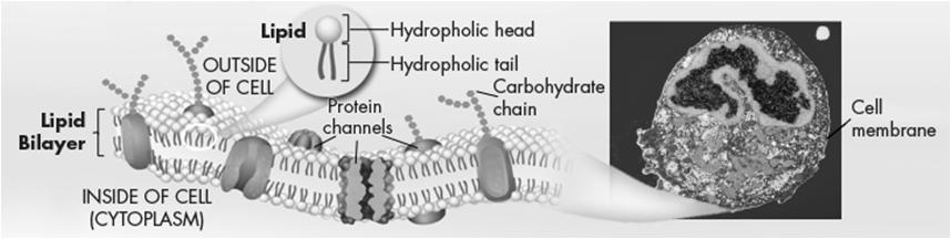 to the Phospholipid Hydrophobic (water-hating) Tail Hydrophilic (water-loving) Head In membrane, form lipid-bilayer Tails facing in towards each other Heads facing out to watery environment inside