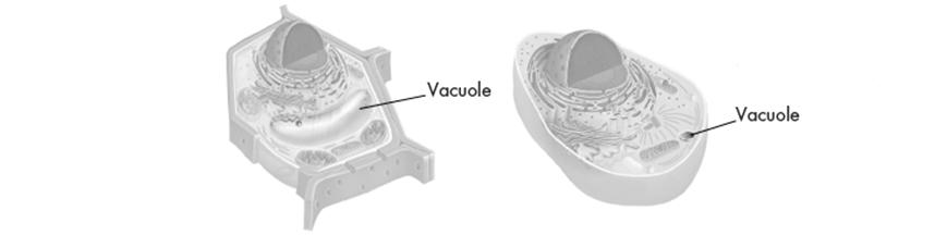 some substances can pass across and others cannot Vacuoles Vacuoles: large and saclike