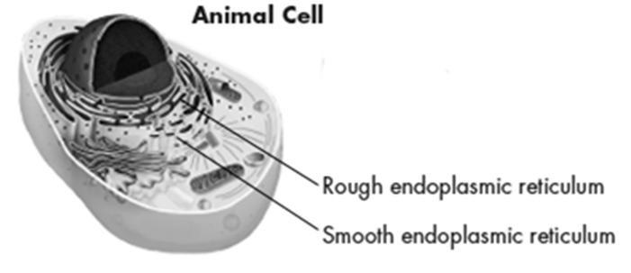throughout the cytoplasm in all cells make proteins by following instructions