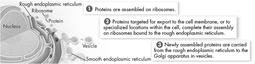 cell membrane, proteins, lipids and carbs Endoplasmic Reticulum Rough ER: has